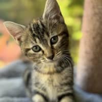 Photo of Daisy   In Foster Care In Cranbourne