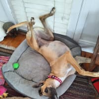 Photo of Bella, The Greyhound