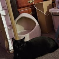 Photo of Soot