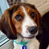 Photo of June   5 Month Old Basset Hound X Beagalier