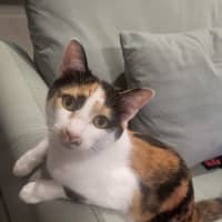 Photo of Mia Calico