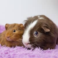 Photo of Peanut