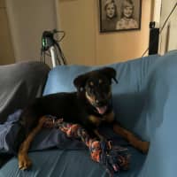 Photo of Skippy   4 Month Old Rottweiler X Shepherd