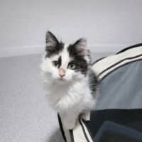 Photo of Vixen *9 Lives Project Rescue*