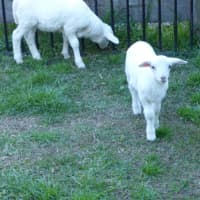 Photo of Buddy & Snow
