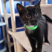Photo of Inky