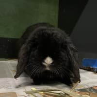 Photo of Onyx