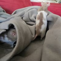Photo of Rosie