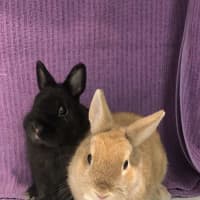 Photo of Kloe & Grim