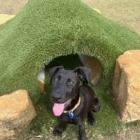 Photo of Elphaba   5 Month Old Shepherd X