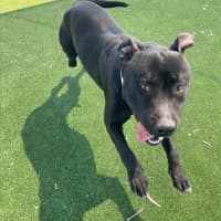 Photo of Bonnie Imp 1177