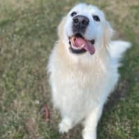 Photo of Cooper