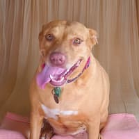 Photo of Pepper