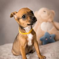 Photo of Kora