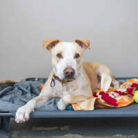 Photo of Smiley