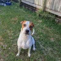 Photo of Squirtle *$150 Adoption Fee*