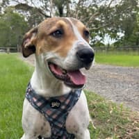 Photo of Gypsy