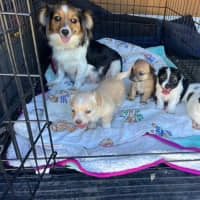 Photo of Poppy And Her Pups