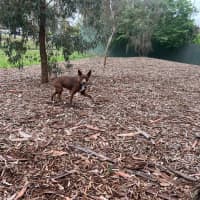 Photo of Cinnamon