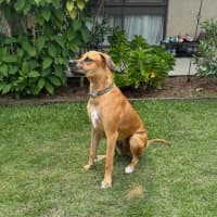 Photo of Magnum *$350 Adoption Fee*