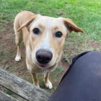 Photo of Daisy