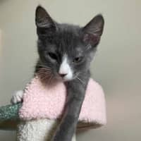 Photo of Kale   Located In Northcote