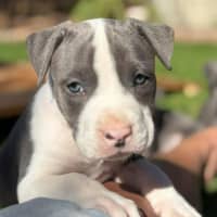 Photo of Jager   6 Week Old American Staffy