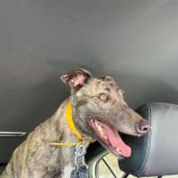 Photo of Bonnie, The Greyhound