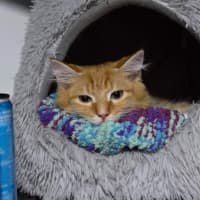 Photo of Faramir