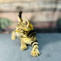 Photo of Mimosa   Located In Preston 