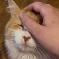 Photo of Benji