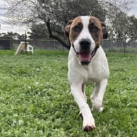 Photo of Buster