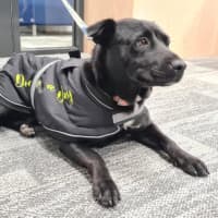 Photo of Pippa