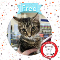 Photo of Fred *9 Lives Project Rescue*