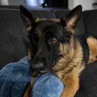 Photo of Archie