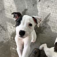 Photo of Rex