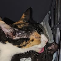 Photo of Callie