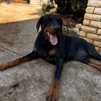 Photo of Mr B Von Dobermann