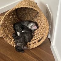 Photo of Ollie And Mowgli