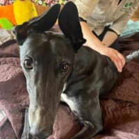 Photo of Boo