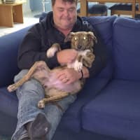 Photo of Tilly   8 Month Old Kelpie X