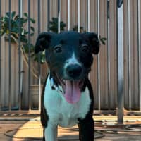 Photo of Sabre