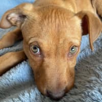 Photo of Murphy