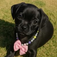 Photo of Bonnie   8 Week Old Dachshund X Pug