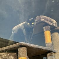 Photo of Horace & Blackie 