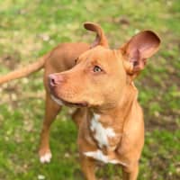 Photo of Teddy