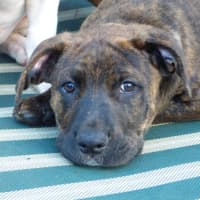 Photo of Charlie/Hank 