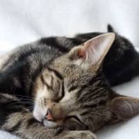 Photo of Houdini