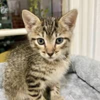 Photo of Bandit