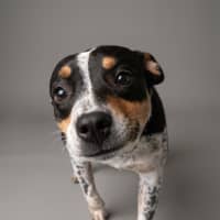 Photo of Trixie
